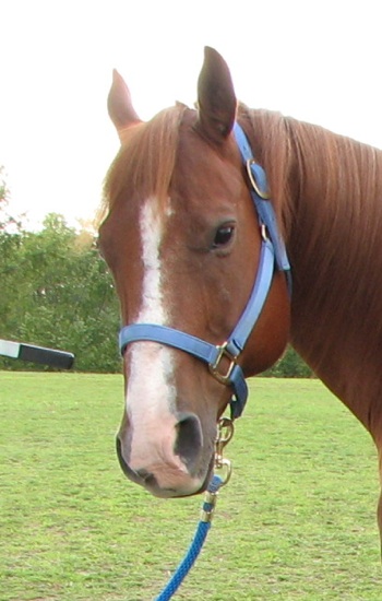horse face markings. My horse Quarter Horse Jack